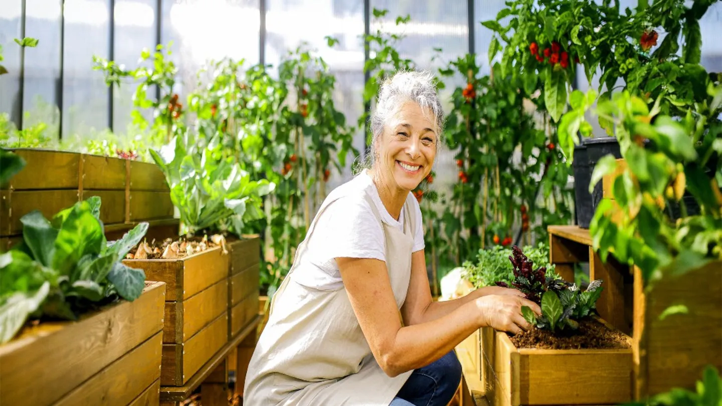 Older woman removing weeds from plants inside a greenhouse