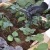 Canopia drip irrigation kit with hose, droppers, filter and connectors for greenhouses