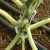 Trellising Kit Pro for greenhouse plant support by Canopia