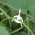 Trellising Kit Pro for greenhouse plant support by Canopia