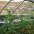 Trellising Kit Pro for greenhouse plant support by Canopia