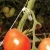 Trellising Kit Pro for greenhouse plant support by Canopia