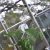 Trellising Kit Pro for greenhouse plant support by Canopia